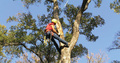 Tree and Stump Removal