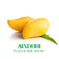 sindhri mangoes Licious Mangoes